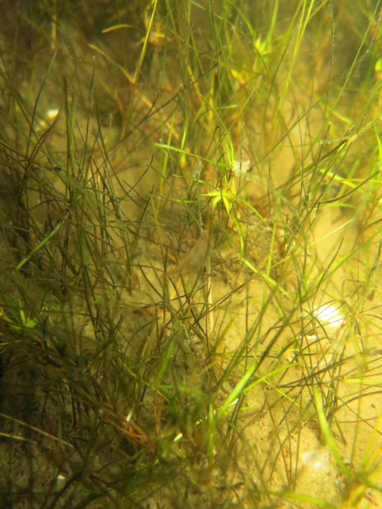 Sumpf-Teichfaden (Zanichella palustris)